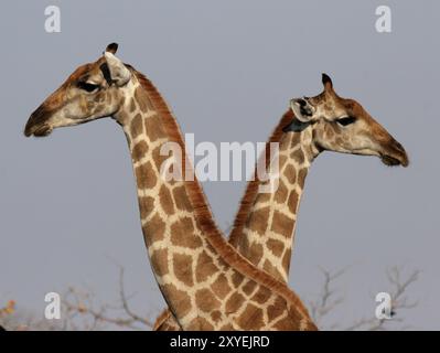 Porträt von zwei Giraffen im Etosha-Nationalpark, Namibia, zwei Giraffen im Etosha-Nationalpark, Namibia, Afrika Stockfoto