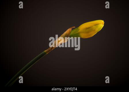 In der Nähe von einem schönen Narzisse auf einem dunklen Hintergrund, saisonale Blumen Konzept Stockfoto