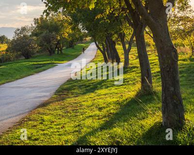 Radfahrer Fahrrad entlang eine Allee entlang der Herbst Stockfoto