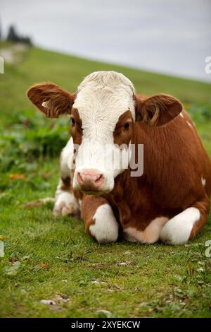 Kühe auf der Alm im Sommer in den österreichischen Alpen Stockfoto