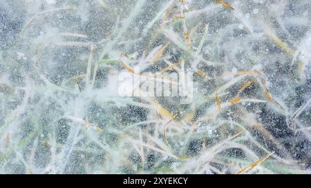 Gras unter Eis im Winter Stockfoto