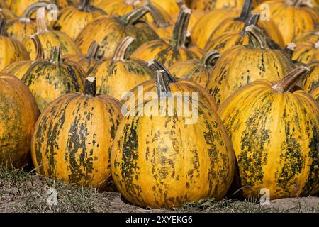 Essbarer Kürbis Stockfoto