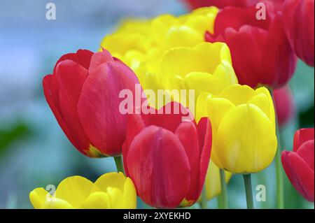 Rote und gelbe Tulpen im Frühling Stockfoto