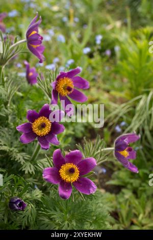 Pasque Flowers in einem Hüttengarten in London, Großbritannien Stockfoto