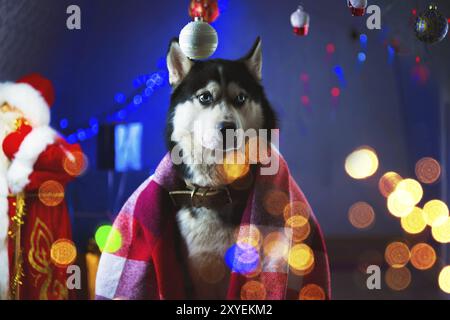 Ein erwachsener, gutaussehender Husky, umhüllt von einer karierten roten Decke, umgeben von Lichterketten und Silvester-Weihnachtsspielzeug, warten die Kugeln auf eine neue Stockfoto