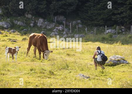 Schockl, Steiermark, Österreich, 07.07.2018: Junger Mann fotografiert eine Kuh in der Natur. Auf dem Schockl bei Graz in der Steiermark. Touristen- und Wanderdestina Stockfoto
