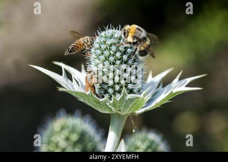 Riesenmeer stechpalme oder Miss Willmott's Ghost (Eryngium giganteum) mit Honigbienen und Hummeln, Deutschland, Europa Stockfoto