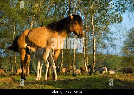 Eine dunmannstute saugt ihr Fohlen im Abendlicht, hinter ihr weidet die Herde, Wildbahn Merfelder Bruch, Duelmen, Nordrhein-Westfalen, Germa Stockfoto