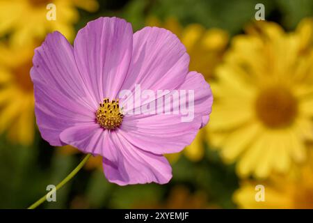 Einer Stockfoto