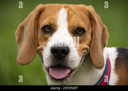 Porträt des Beagle-Hundes im Freien in der Natur Hund-Thema Hintergrund Stockfoto