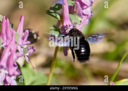 Große blaue Holzbiene im Flug Stockfoto