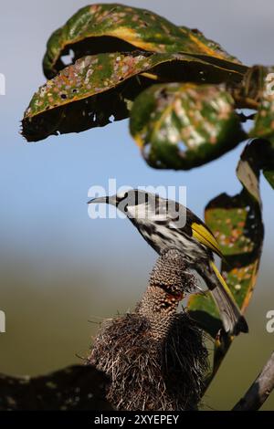 Weißwangenhoneyeater (Phylidonyris niger) sitzt in einem Busch auf Fraser Island, Queensland, Australien. Weißwangenhoneyeater (Phylidonyris niger) Stockfoto