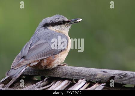 Junge Nuthatch Stockfoto