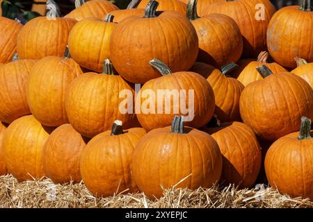 Kürbisse Stockfoto