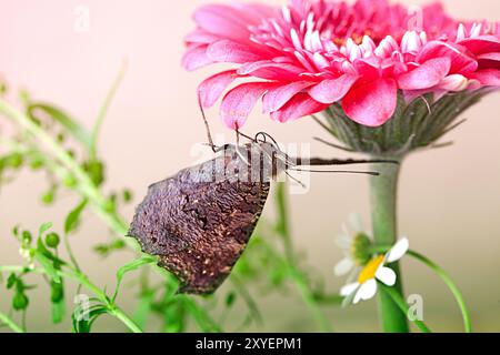 Europäischer Pfau (Inachis io) auf roter Gerbera Stockfoto