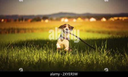 Hund Spaß in Richtung Kamera mit Stick im Mund holen in Richtung Kamera im Sommer Tag auf wiese feld Stockfoto