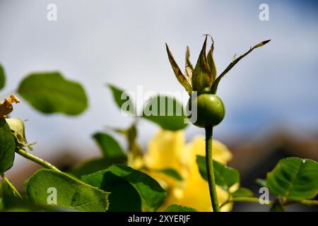 Gartenblumen im Spätsommer Stockfoto