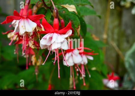 Gartenblumen im Spätsommer Stockfoto