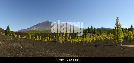 Im Wandergebiet Arenas Negras eröffnet sich für Wanderer immer wieder die Aussicht auf die Vulkane El Teide und Viejo, Teneriffa, Kanarische Inseln, Spanien, E Stockfoto