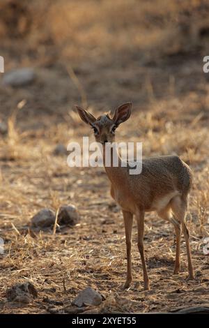 Damara dikdik (Madoqua damarensis), eine der kleinsten Antilopenarten der Welt. Fotografiert im Etosha Nationalpark, Namibia. Damara Dikdik, o Stockfoto