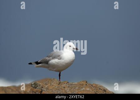 Weißkopfmöwe (Larus hartlaubii), Hartlaubmöwe Stockfoto