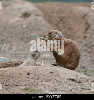 Junger Präriehund mit seiner Mutter am Eingang zur Höhle Stockfoto