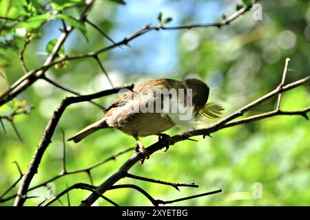 Ein Spatel, der nach Material sucht, um sein Nest zu bauen Stockfoto