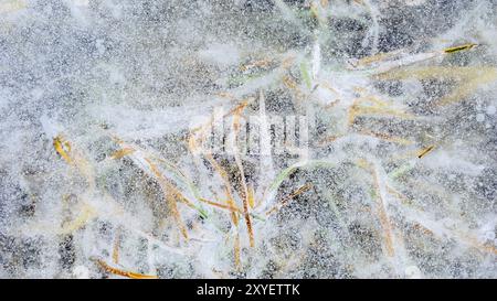 Gras unter Eis im Winter Stockfoto