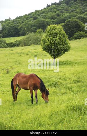 Braunes Pferd grast auf einem grünen Feld im Hintergrund einer Landschaft mit einem schönen Baum Stockfoto