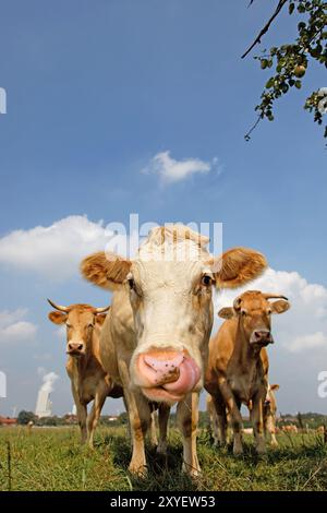 Kuh leckt ihr Nasenloch Stockfoto