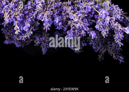 Haufen wild mountain Lavendelblüten auf schwarzen Hintergrund mit Reflexion, Copyspace Stockfoto