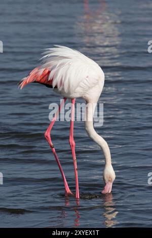 Rosa Flamingo (Phoenicopterus ruber), großer Flamingo Stockfoto