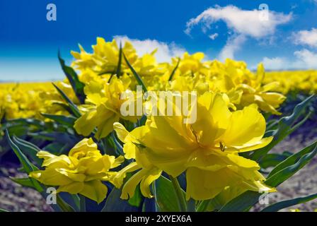 Gelbe Tulpen vor blauem Himmel Stockfoto