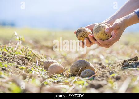 Der Bauer hält frische Kartoffeln in der Hand. Ernte, Bio-vegetarische Lebensmittel Stockfoto