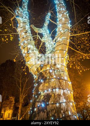 Ahorn in der Adventszeit mit Lichterketten Stockfoto