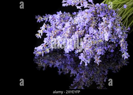 Haufen wild mountain Lavendelblüten auf schwarzen Hintergrund mit Reflexion, Copyspace Stockfoto