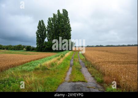 Farbenfrohe Wiesen in der dänischen Landschaft um Norre Alslev, Lolland, Dänemark Stockfoto