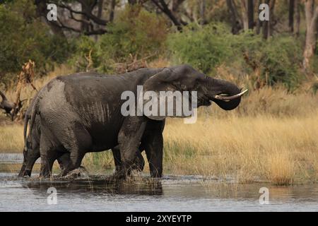 Elefanten (Loxodonta africana) im Okavango Delta Botswana Stockfoto