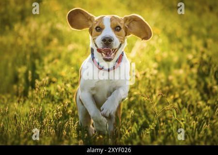 Beagle Hund Spaß auf der Wiese im Sommer im Freien laufen und springen in Richtung Kamera Stockfoto