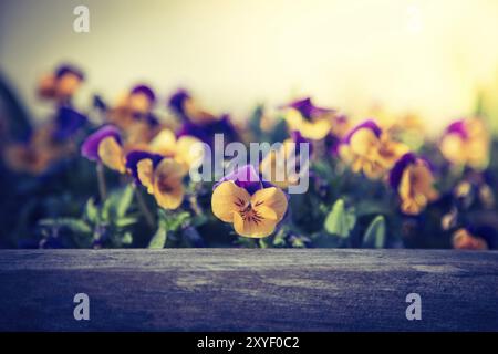 Bunte Blumen in der Abendsonne Stockfoto