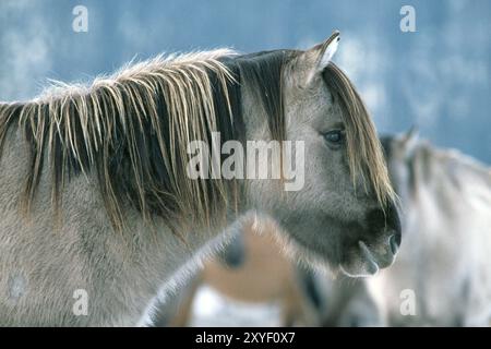 Duelmen Wildpferde, grau, Merfelder Bruch, Duelmen, Münsterland, Nordrhein-Westfalen, Deutschland, Kopfporträt, Wintermantel, Europa Stockfoto