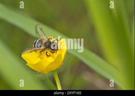 Mittelgroße Wespe, die auf einer Butterblume sitzt Stockfoto