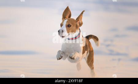 Haushund, Beagle, Erwachsener, läuft auf schneebedecktem Feld Stockfoto