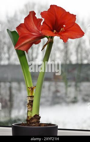 Amaryllis mit 2 Blumen vor dem Küchenfenster Stockfoto