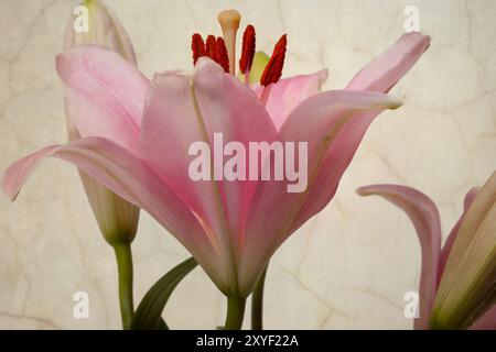 Rosafarbene Lilien im Retro-Illustration-Look Stockfoto