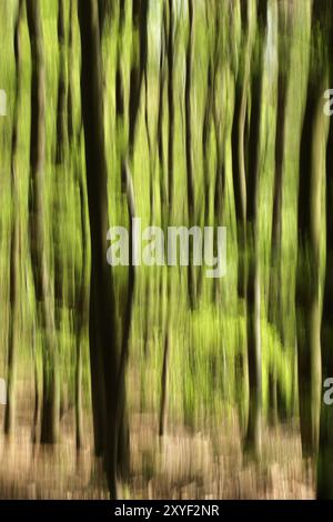 Frühling in einem Wald, Bewegungsunschärfe aufgrund langer Belichtung. Abstraktes Bild eines Waldes im Frühling, Bewegungsunschärfe durch Langzeitbelichtung Stockfoto