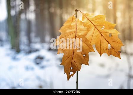 Zwei frosted Ahorn Blätter hängen aus ein kleiner Baum in einer verschneiten Landschaft im Winter. Hintergrund Stockfoto