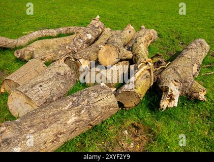 Stapel von Baumstämmen von einem neu gefallenen Baum auf einem Feld mit grünem Gras. Stockfoto