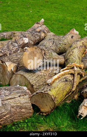 Stapel von Baumstämmen von einem neu gefallenen Baum auf einem Feld mit grünem Gras. Stockfoto