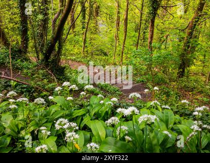 Allium ursinum, oder Bärlauch, Wildkauz, Ramsons, Buckrams, Breitblättriger Knoblauch, Holzknoblauchzehen, Bärlauch oder Bärlauch ist eine bauchige Staude. Stockfoto